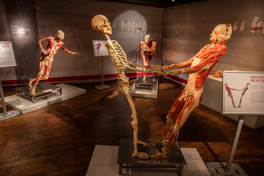 Bodies: The Exhibition tickets in Las Vegas, NV
