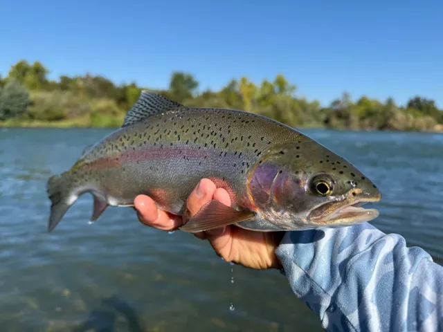CA Fly Fishing Show tickets in Pleasanton