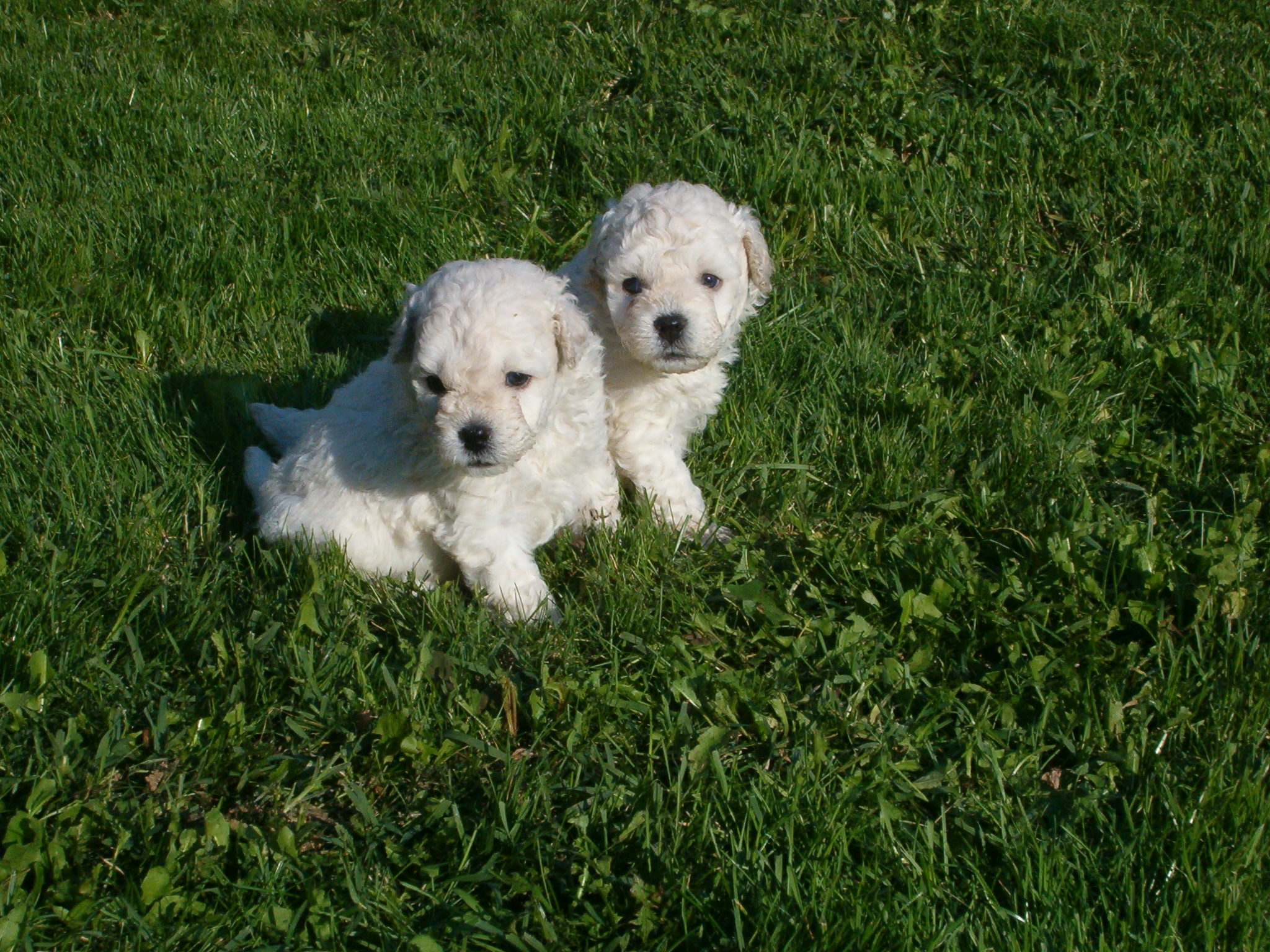 Puppy Pals tickets in Old Saybrook